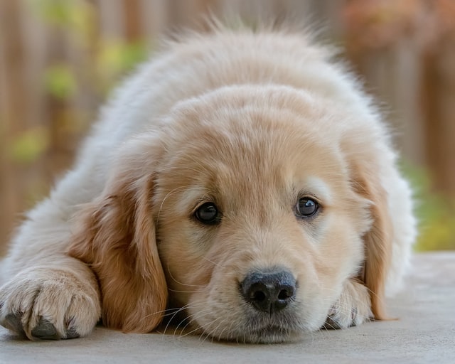 犬を初めて飼うときは絶対に〇〇を考えて！【後悔しないためのポイント３選】