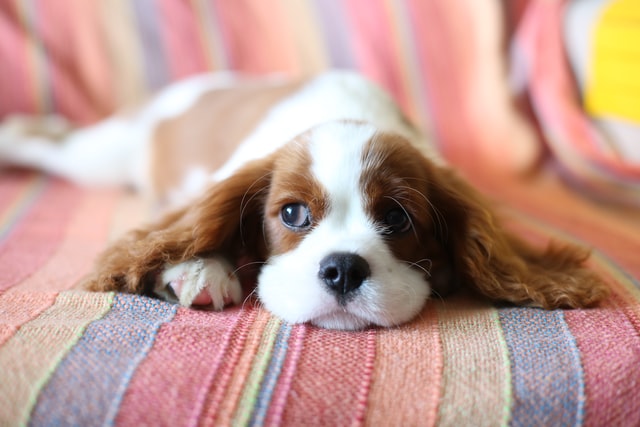 犬の用品はどこで買えばいいの？お得な買い方は？