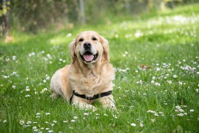 【今日からできる！】今から犬を飼いたい人がすべき節約方法5選まとめ