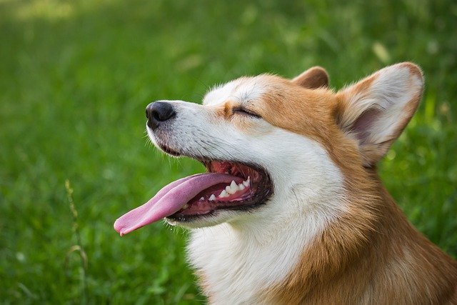 これから犬を飼う人がすべきお金の使い方【結論：収入を増やすか支出を減らす】