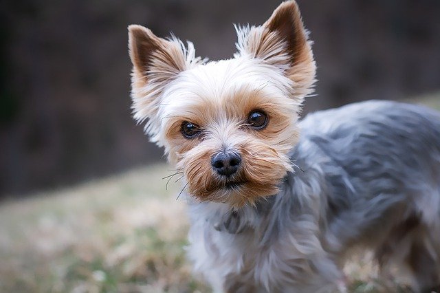 「犬との別れ」は犬を飼ったら必ず経験するもの