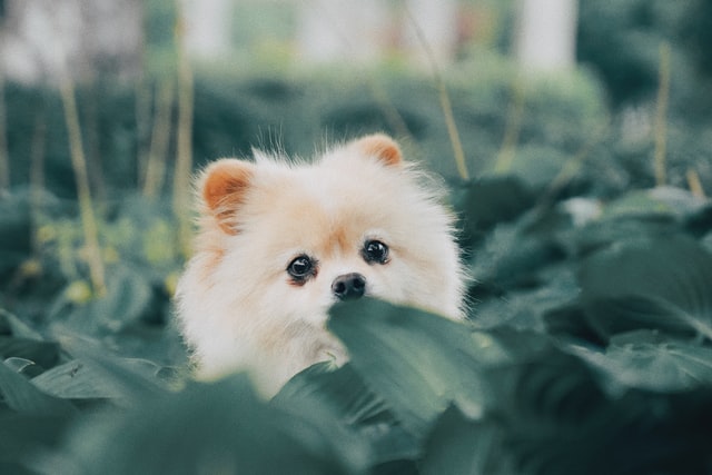 家に誰かいないと犬は飼えないのか？