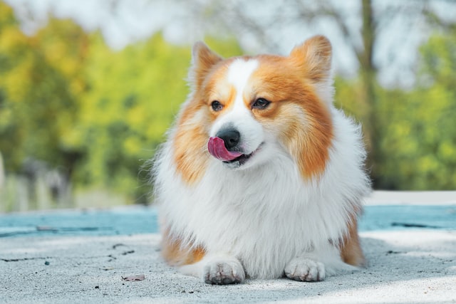 犬のお世話は大変