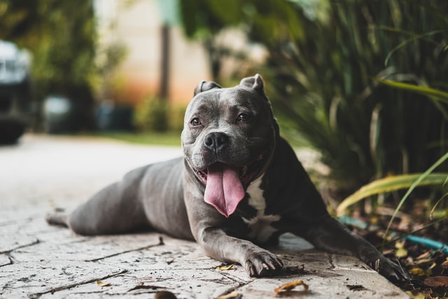 犬を飼う自信がない人は正しい