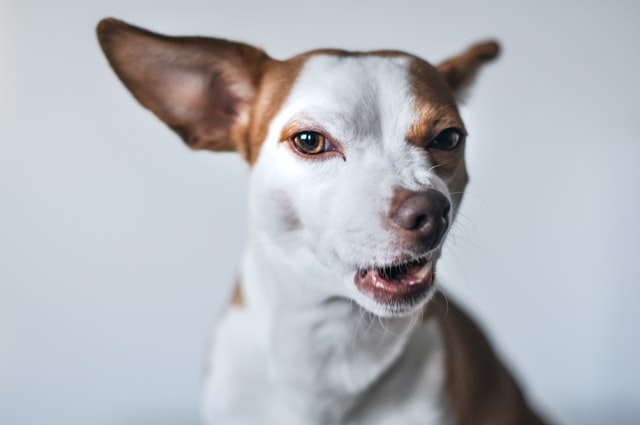 犬を飼うときはお金でものすごく悩む