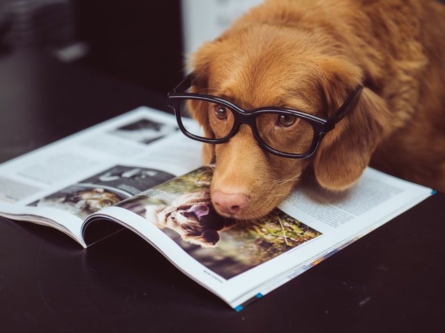 「犬のお世話が大変で犬を飼えない人」が知っておくべき解決方法3選