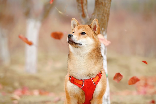 なぜ犬の留守番をさせる必要があるのか？