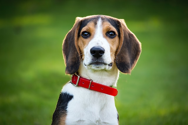 これから犬を飼う人がすべきお金の使い方まとめ