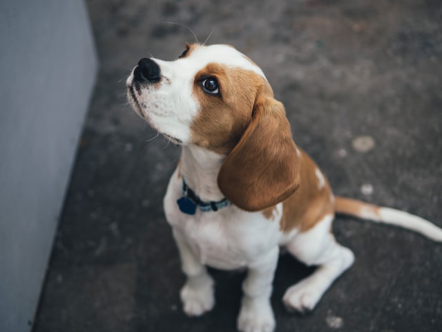 犬の留守番がかわいそうは間違い