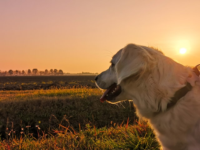 「犬は留守番させるから飼えない」は間違い！【誰でも犬の留守番はできます】まとめ