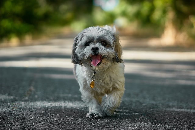 「犬のお世話が大変で犬を飼えない人」が知っておくべき考え方3選まとめ