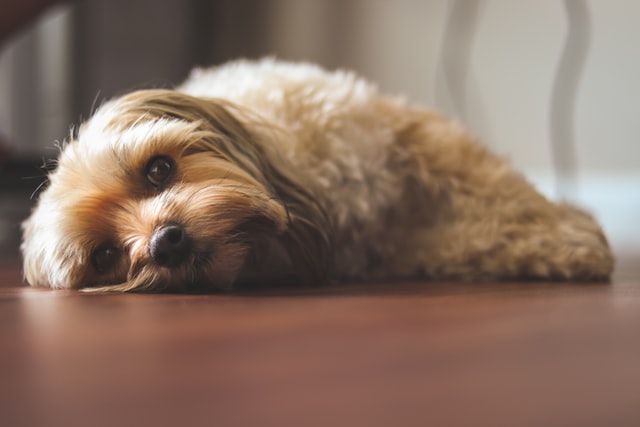 【これから犬を飼う人へ】「犬を飼う自信がない人」が犬を飼うべき理由3選