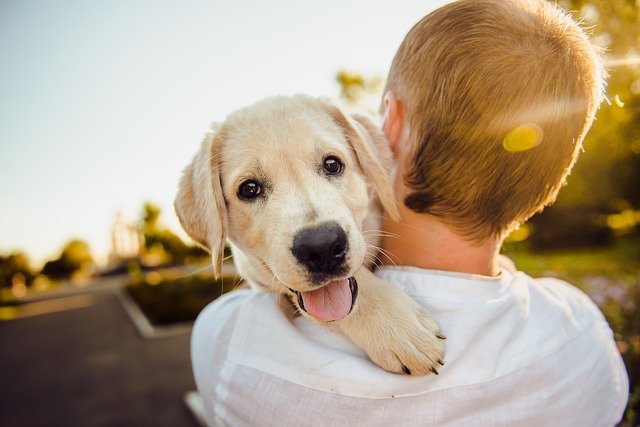 こんなペットショップ店員から犬を買うのは危険！騙されない見分け方5選まとめ