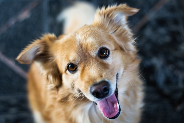 旅行に行ける理由③：旅行は犬と飼い主の最高の思い出になる