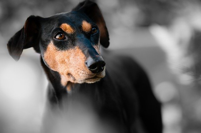 毛が抜けにくい犬種の飼いづらい理由