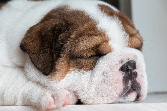 毛が抜けにくい犬種：番外編