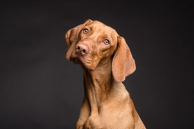 犬に期待しすぎない