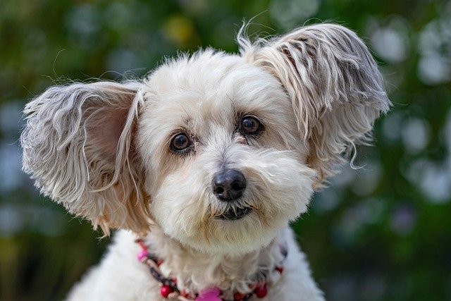 毛が抜けにくい犬種の種類