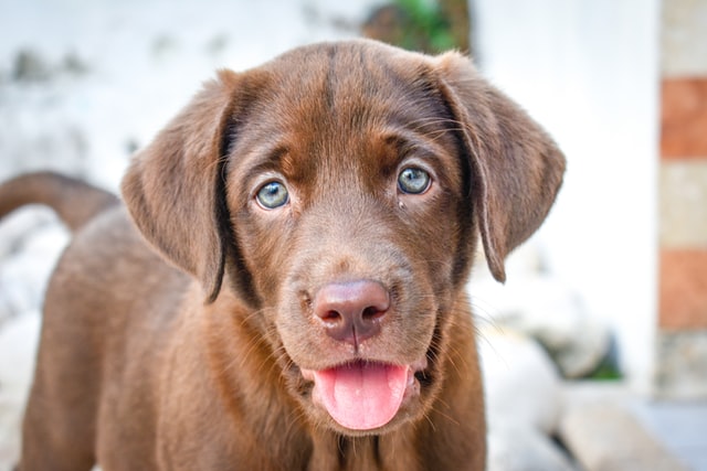 【犬との別れがツラい】犬を飼えない人に絶対見て欲しいキッカケ3選まとめ