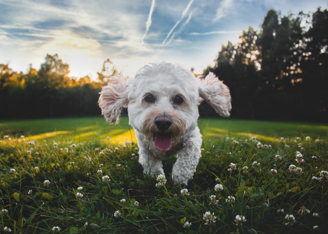 犬を飼えるキッカケ②：犬を飼う目的は何か？