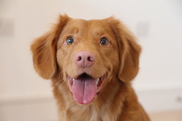 犬を飼うキッカケ①：犬との別れがツラくて犬を飼えない人はたくさんいる