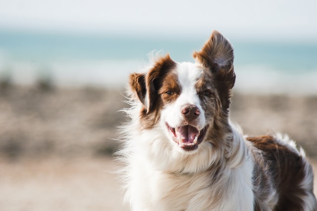 犬を飼えるキッカケ③：犬を飼って後悔している人はいない