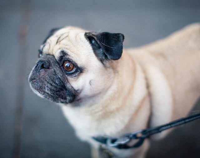 毛が抜けにくい犬種は本当は飼いづらい！？【ペットショップ店長徹底解説】まとめ