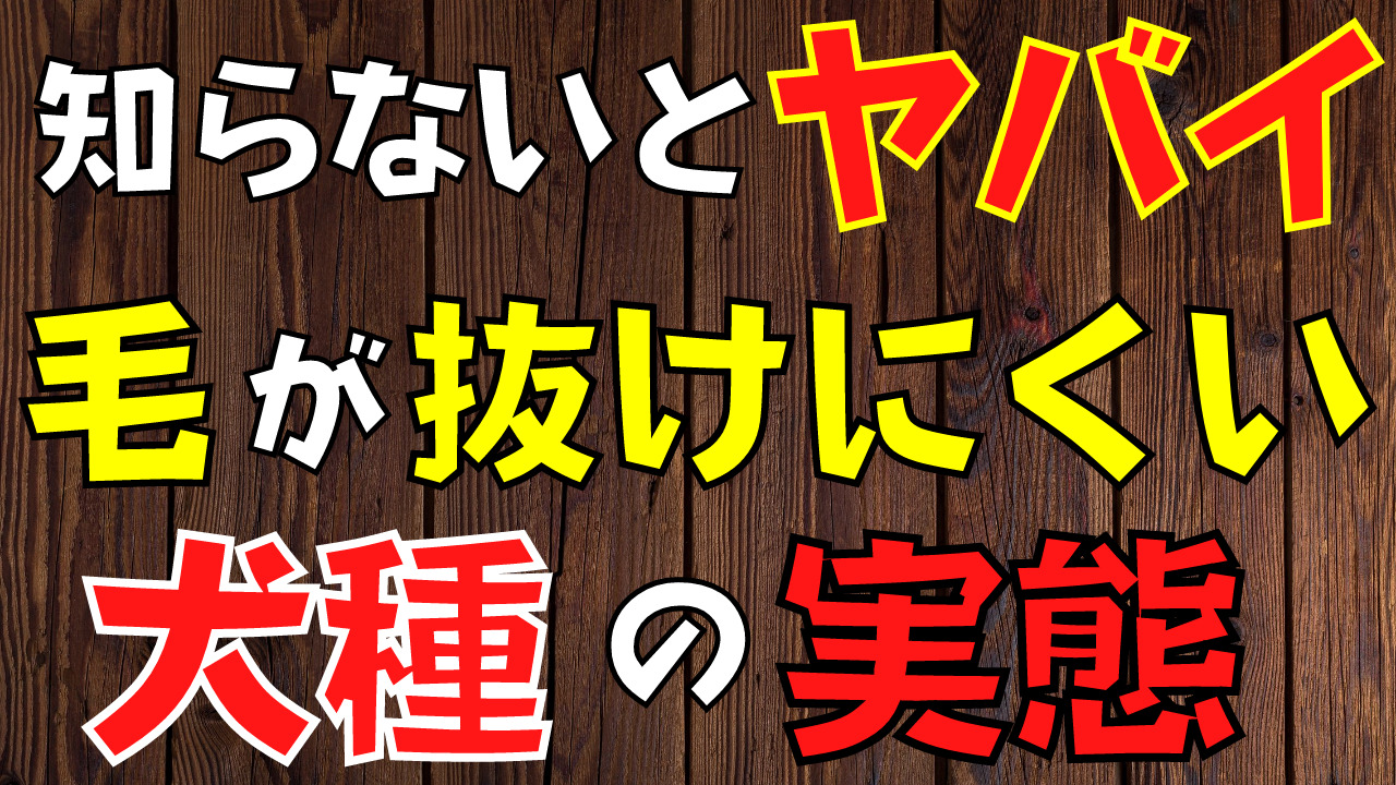 毛が抜けにくい犬種は本当は飼いづらい？【ペットショップ店長徹底解説】