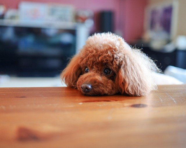 【現役ペットショップ店長解説】結局犬はオスとメスどっちが飼いやすいの？まとめ