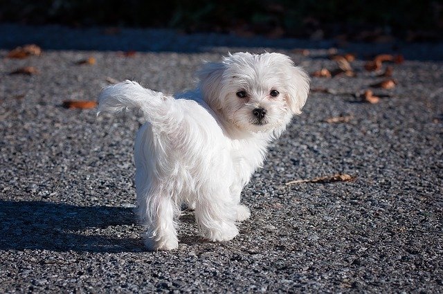 毛が抜けにくい犬種　マルチーズ