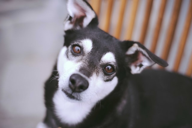 飼い方は自由だけど犬の責任にしない