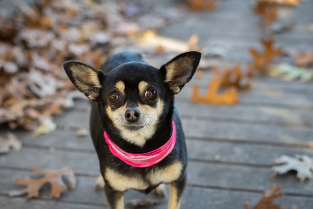 結局トイプードルとチワワどっちが飼いやすいの？【これから犬を飼う人向け】まとめ