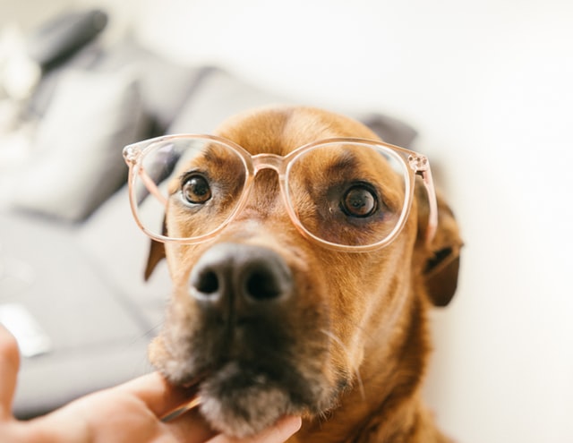 性格や体の大きさは犬によって違う