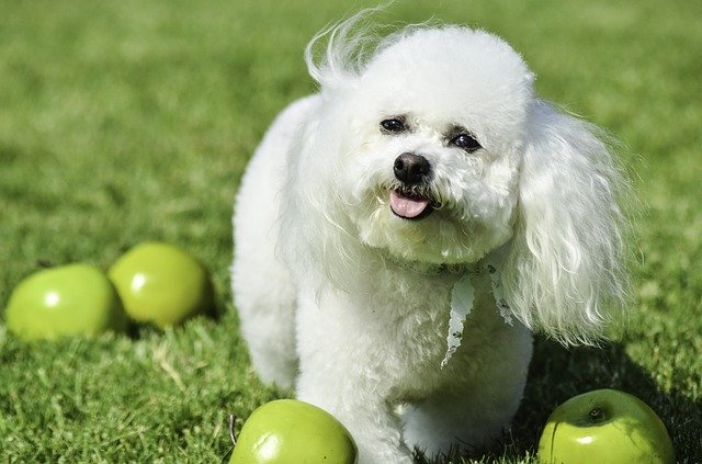 毛が抜けにくい犬種　ビションフリーゼ 