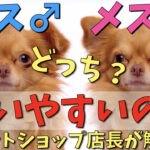 【現役ペットショップ店長解説】結局犬はオスとメスどっちが飼いやすいの？