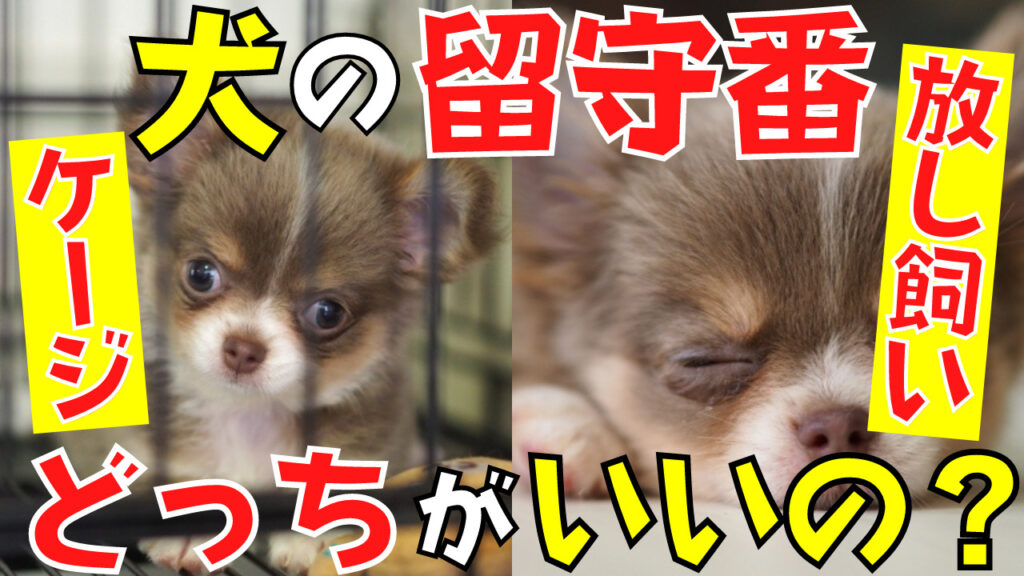 犬 の セール 留守番 グッズ