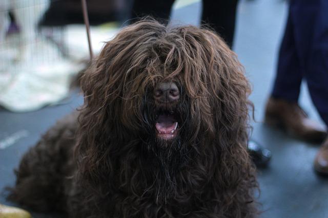 見分け方5選②犬の手入れがされていない