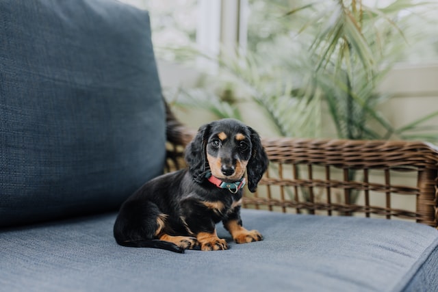 人が犬を変える環境か？