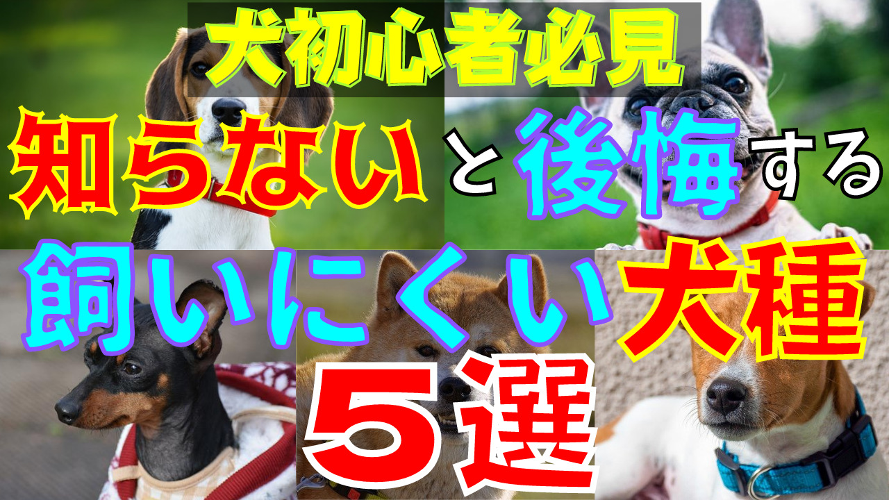 【徹底解説】この犬種はヤメておけ！犬を初めて飼う人が飼いにくい犬種5選【ペットショップ店長が教えます】