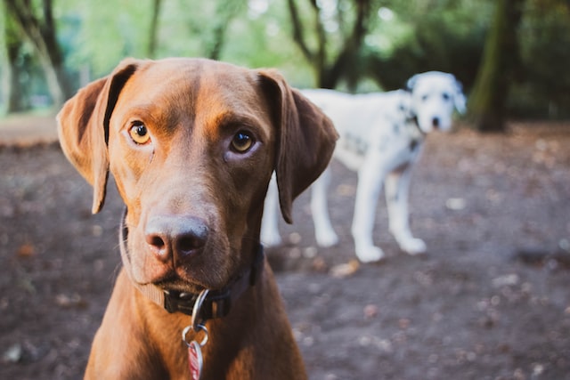 見分け方②犬を買わないとわかったら態度が変わる