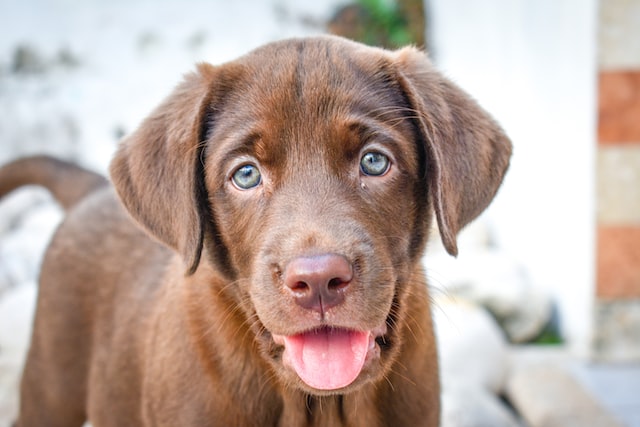 何があっても犬の責任にしないか？