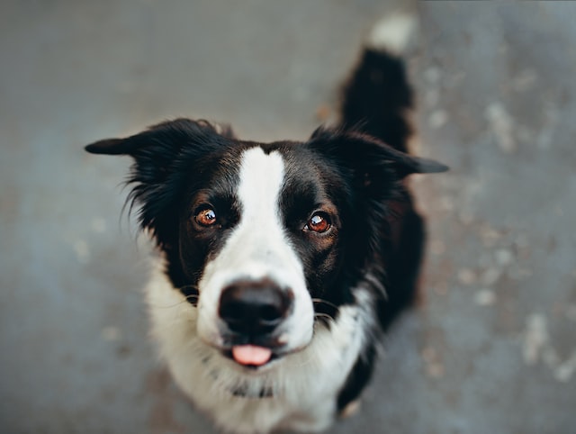 犬のワガママをきいてしまう