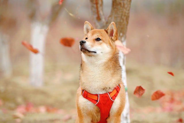 犬を飼う前に「これだけ」は知っておいて欲しいポイント6選まとめ