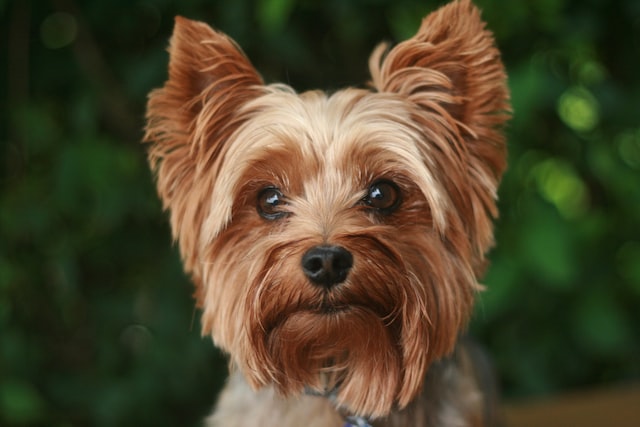 犬の維持費を養えるか？