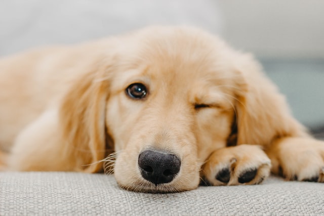 【この犬種はやめておけ！】犬を初めて飼う人が飼いにくい犬種5選まとめ