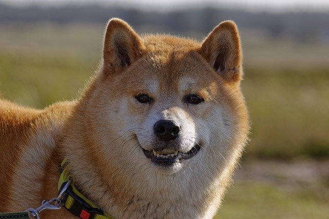 飼いにくい犬種2位：柴犬