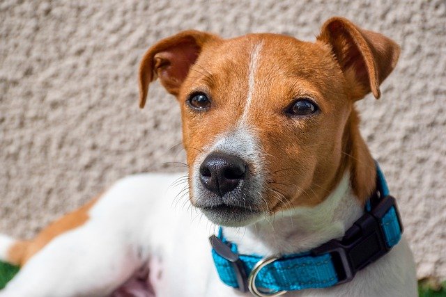 飼いにくい犬種1位：ジャックラッセルテリア