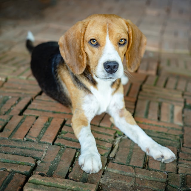 飼いにくい犬種5位：ビーグル