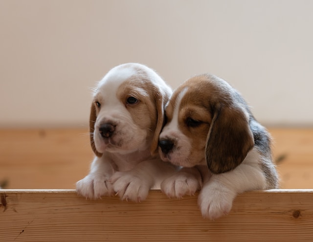 犬を不幸にする飼い主に当てはまる特徴5選まとめ