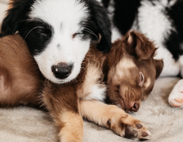 犬の本当の姿を見るから